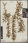 Foto von Salix alba subsp. vitellina (L.) Arcang.